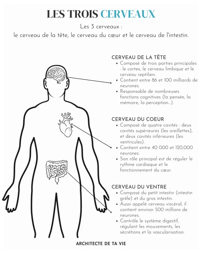 Les 3 cerveaux : tête, cœur et corps