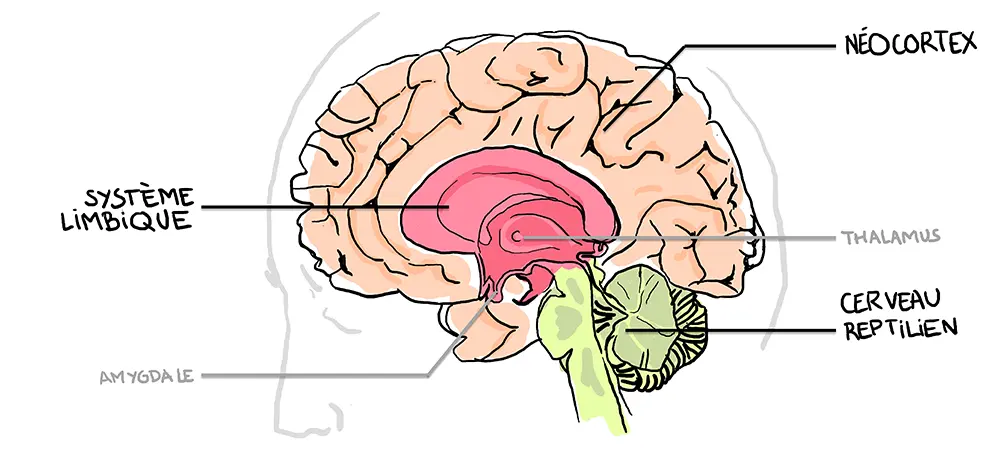 Les 3 parties de notre cerveau